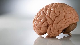 Čeští vědci slaví v oblasti výzkumu mozku obrovský úspěch!