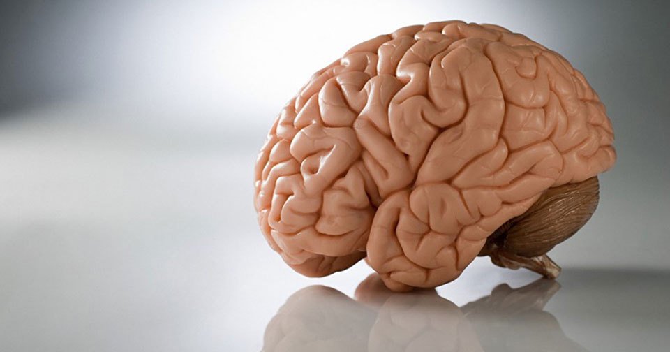 Nadměrná aktivita části mozku amygdala způsobuje ucpávání tepen, což může vést až k infarktu.