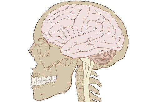 Ilustrace lidského mozku