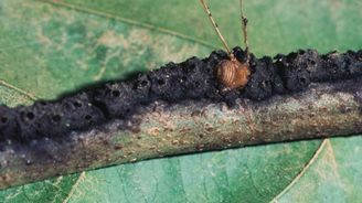 Středoameričtí mravenci mučí své oběti zařízením podobným středověkému skřipci
