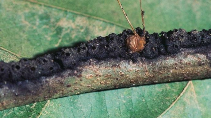 Stromoví mravenci Azteca brevis své oběti umučí taktikou připomínající středověký skřipec