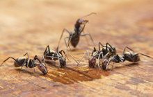 Mravenci v kredenci: Zatočte s nevítanou návštěvou!
