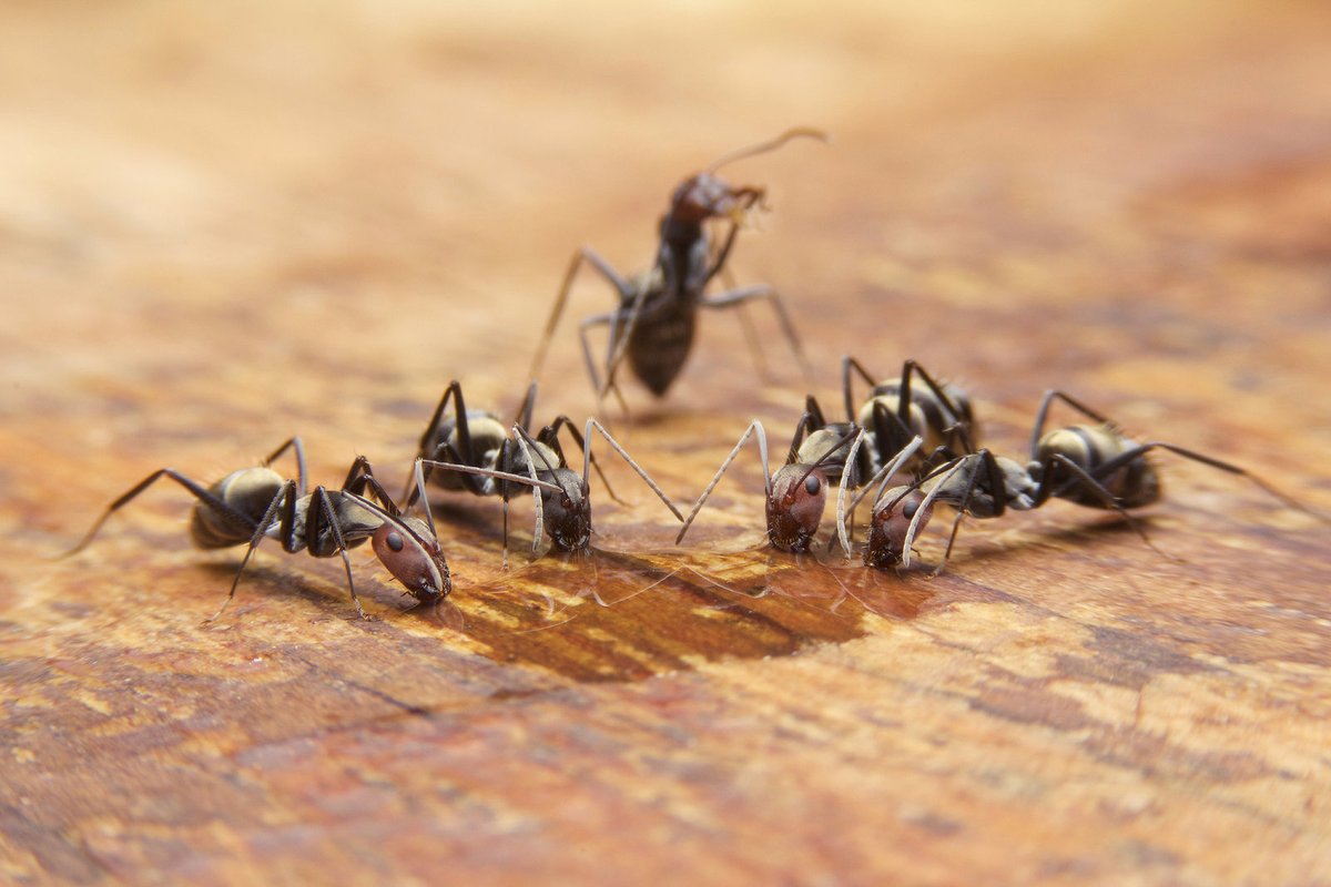 Mravenci, nevítaní škůdci.