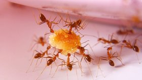 Mravencům se nejvíc líbí tam, kde mohou získat něco k snědku.