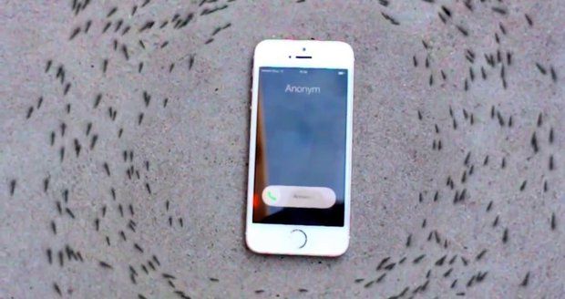 Mravenci rotují kolem iPhonu. Vypadá to, že je telefon ovládá.