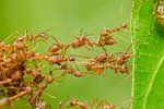 S mravenci se dá bojovat různě.