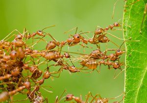 S mravenci se dá bojovat různě.
