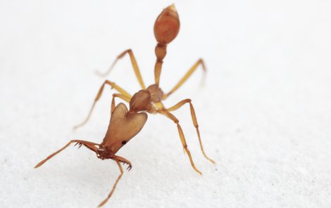 Jeden z nově objevených mravenců.
