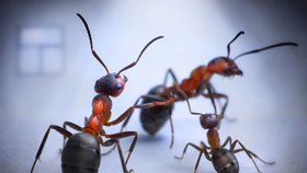 Zatímco běžné škůdce můžeme jednoduše postříkat insekticidem, s mravenci je to mnohem složitější.