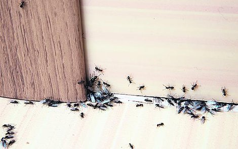 Mravenci jsou nepříjemní spolubydlící, ale chemické preparáty jsou až posledním řešením.