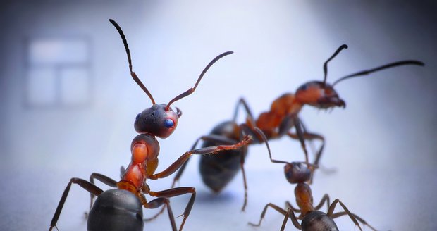 Zatímco běžné škůdce můžeme jednoduše postříkat insekticidem, s mravenci je to mnohem složitější.