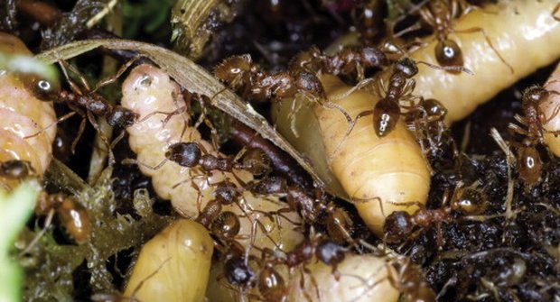 Krutá příroda: Mravenci bojují o housenku modráska