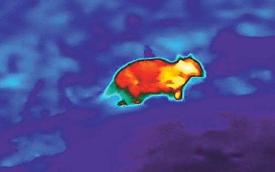 Mravencojed natočený termokamerou je proti okolnímu prostředí výrazně přehřátý – čím žlutější barva, tím vyšší teplota