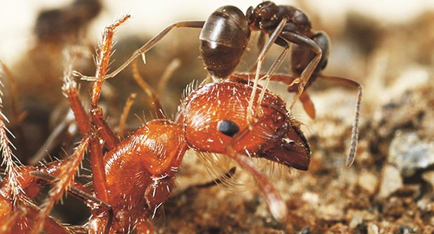 Chemičtí mravenci: Nebezpečné zbraně