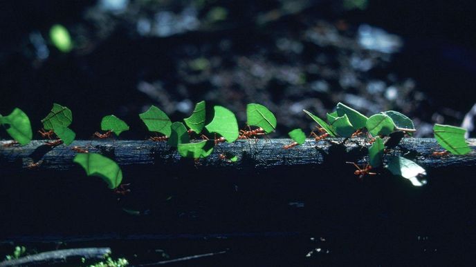 Brazilský mravenec rodu Attini zvaný Cyphomyrmex žije v symbióze s druhem bakterie rodu Streptomyces, který je výjimečně efektivní v boji s odolnými bakteriálními a plísňovými infekcemi. Díky tomuto mikrobovi vzniklo nové antibiotikum cyphomycin.