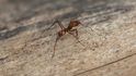 Brazilský mravenec rodu Attini zvaný Cyphomyrmex žije v symbióze s druhem bakterie rodu Streptomyces, který je výjimečně efektivní v boji s odolnými bakteriálními a plísňovými infekcemi. Díky tomuto mikrobovi vzniklo nové antibiotikum cyphomycin. Brazilský mravenec rodu Attini zvaný Cyphomyrmex žije v symbióze s druhem bakterie rodu Streptomyces, který je výjimečně efektivní v boji s odolnými bakteriálními a plísňovými infekcemi. Díky tomuto mikrobovi vzniklo nové antibiotikum cyphomycin.