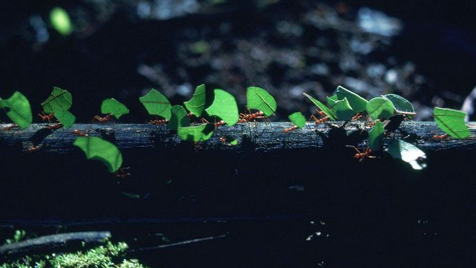 Brazilský mravenec rodu Attini zvaný Cyphomyrmex žije v symbióze s druhem bakterie rodu Streptomyces, který je výjimečně efektivní v boji s odolnými bakteriálními a plísňovými infekcemi. Díky tomuto mikrobovi vzniklo nové antibiotikum cyphomycin. Brazilský mravenec rodu Attini zvaný Cyphomyrmex žije v symbióze s druhem bakterie rodu Streptomyces, který je výjimečně efektivní v boji s odolnými bakteriálními a plísňovými infekcemi. Díky tomuto mikrobovi vzniklo nové antibiotikum cyphomycin.