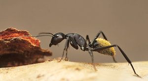 Návštěva u největšího mravence 
