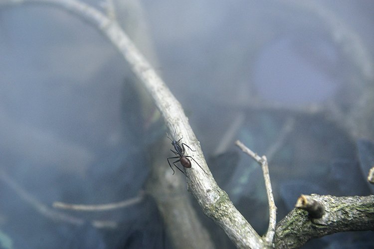 Mlhu do formikária vhání v pravidelných intervalech počítačový ventilátor