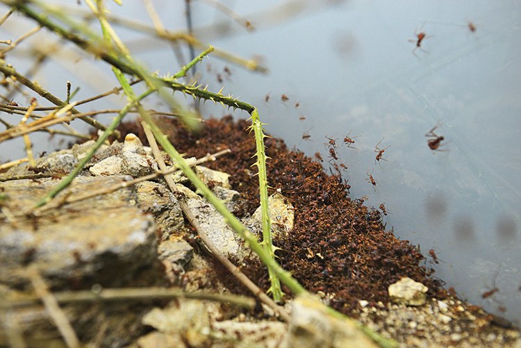 Ostružinové listy přenášejí střihači průhlednými chodbičkami