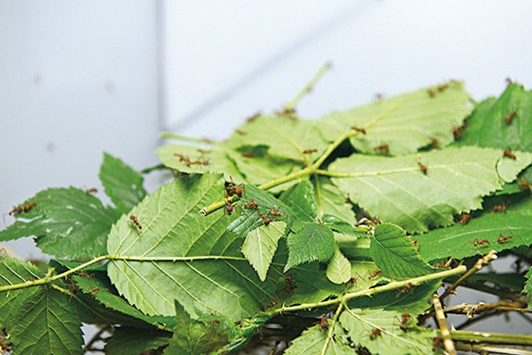 Ostružinové listy přenášejí střihači průhlednými chodbičkami