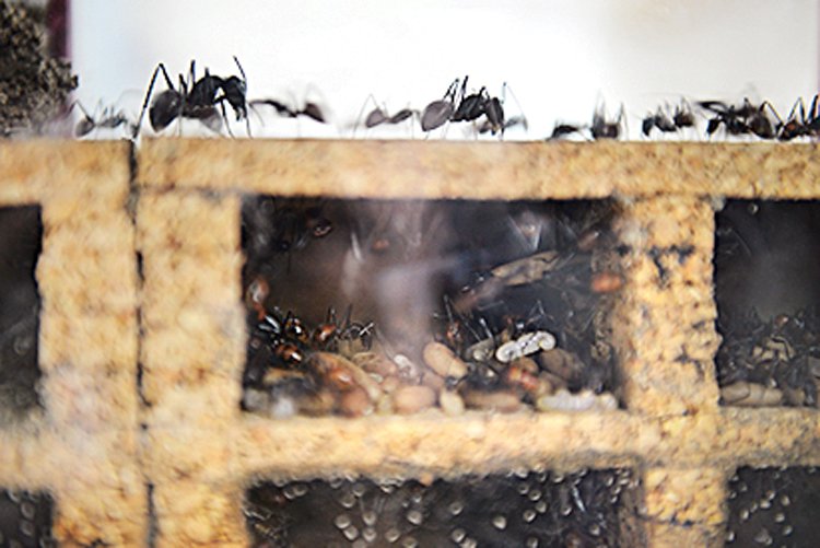 Takto vidí do mraveniště návštěvníci