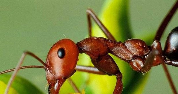 Mravenci se letos přemnožili. Jak zabránit jejich invazi do bytu?