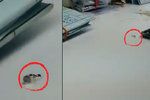 Nejmenší loupežník na světě: Mravenec se snažil ukrást šperk z klenotnictví!