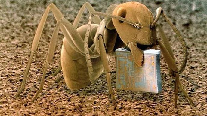 Mravenec Formica fusca s mikročipem