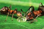 Mravenci mlsají kapku medu.