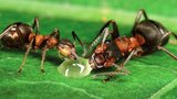 Jak bojovat s mravenci? Ve skleníku i doma to jde bez chemie! Tohle jsou nejlepší tipy