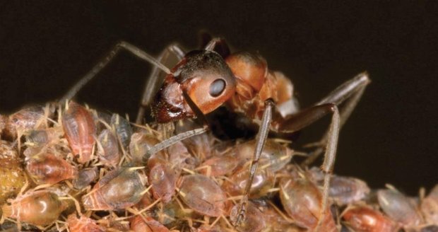 Mravenci pečují o mšice, ty jim dávají med.