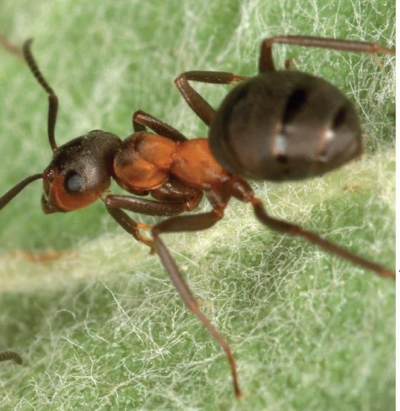 Mravenec rodu Formica