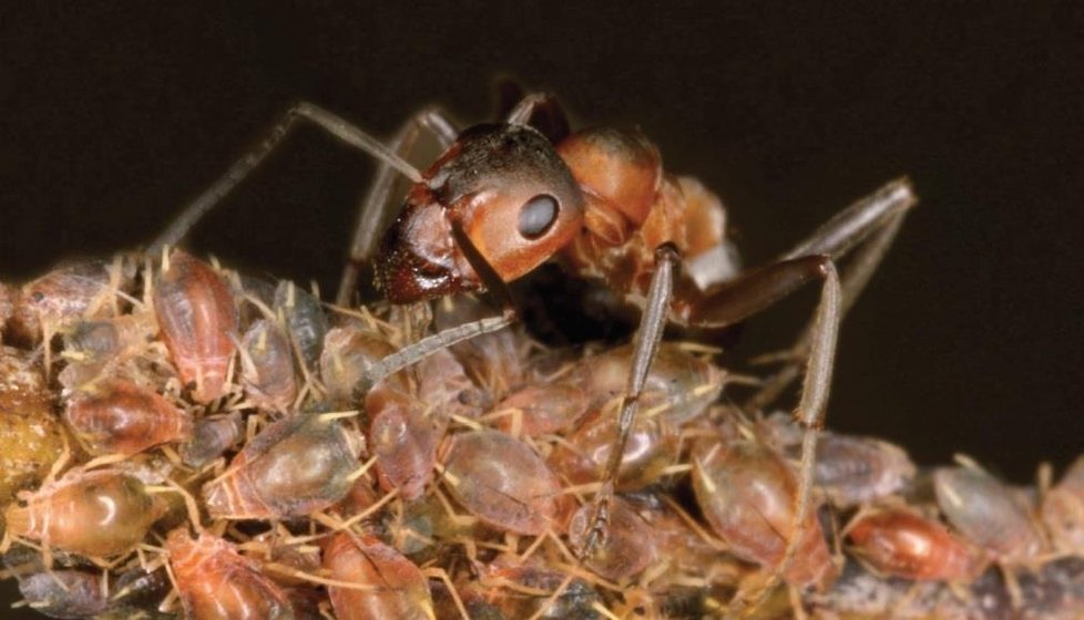 Mravenci pečují o mšice, ty jim dávají med.