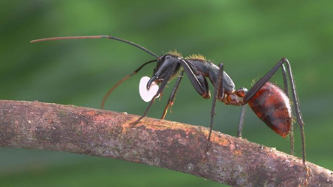 Mravenec rodu Solenopsis. Jeho jed může mít léčivé účinky, myslí si vědci.