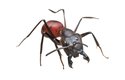 Kusadla velemravence slouží hlavně k lovu hmyzu