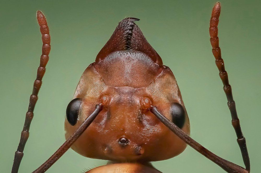 Hlava mravenčí královny (ilustrační foto)
