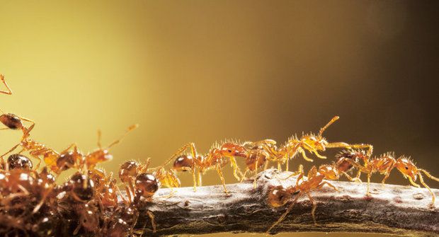 Hmyzí dobyvatelé: Zámořské plavby ohnivých mravenců
