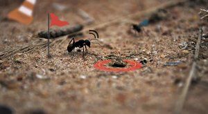 Skutečný život mravence je jako hra! A náramně zábavná