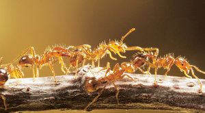 Hmyzí dobyvatelé: Zámořské plavby ohnivých mravenců