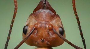 Tito mravenci si zdobí domov hlavami nepřátel
