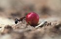Mravenci-sběrači své zásoby skladují v mohylách, kde zároveň žije celá kolonie