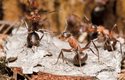 Klasickým účelem kyseliny mravenčí je obrana před nepřáteli. Vypustit kyselý sprej ze zadečku se chystají mravenci lesní