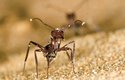 Mravenec rodu Camponotus v obranné pozici