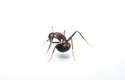 Asi centimetr velký mravenec rodu Camponotus z jižní Asie se sklání, aby mohl spolknout trochu kyseliny
