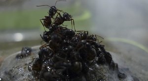 Přizpůsobiví mravenci si staví živé rafty