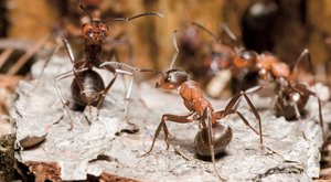 Malí chemici: Mravenci snižují riziko infekce kyselinou