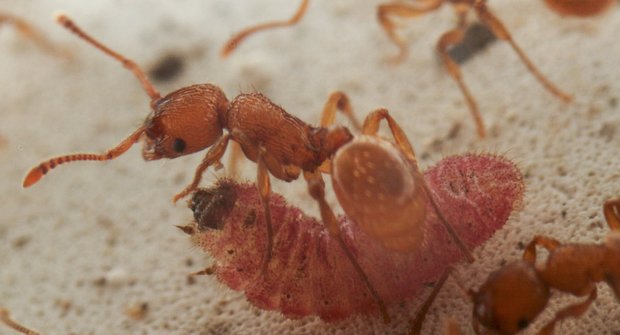Záhady přírody: Mravenci housenkám rozumí