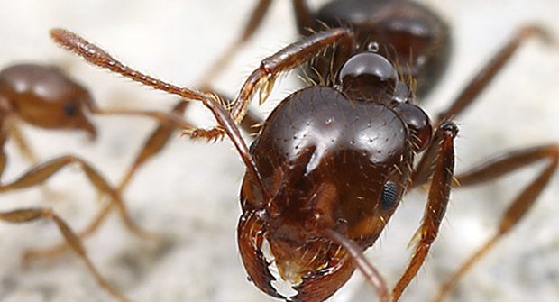Smrt na pochodu: Obávaní ohniví mravenci