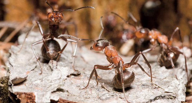 Malí chemici: Mravenci snižují riziko infekce kyselinou